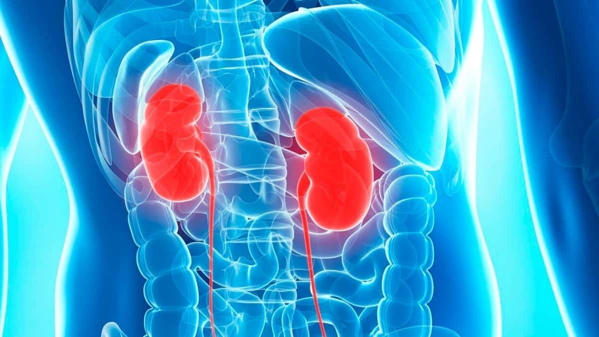Oxygen And The Kidneys