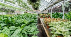 5 Best Indoor Plants For Increasing Oxygen