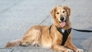 Service Animals For Lung Disease