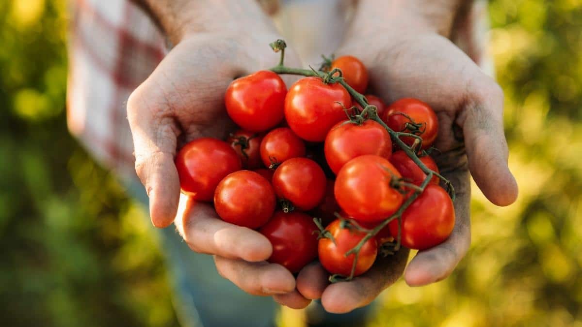 Tomatoes And Lung Health Go Hand In Hand
